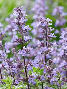Nepeta - Nepitella