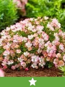 Nuove Piante da Giardino