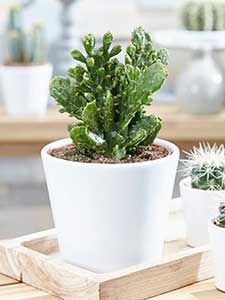 Categoria Opuntia