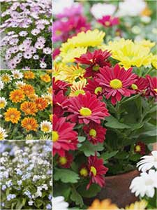 Altre piante da aiuola