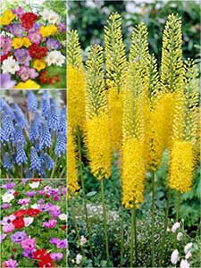 Altri bulbi da fiore