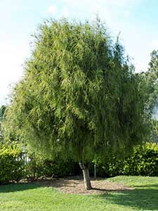 Altri Alberi