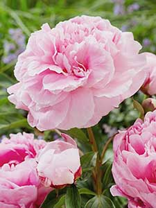 Peonia