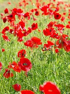 Papaveri per il giardino