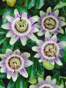 Piante di Passiflora
