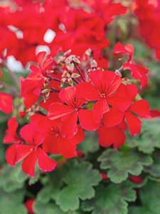 Pelargonio