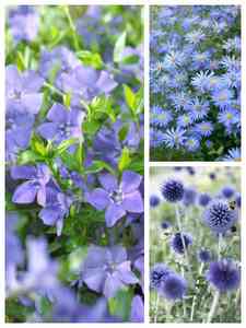 Piante perenni blu