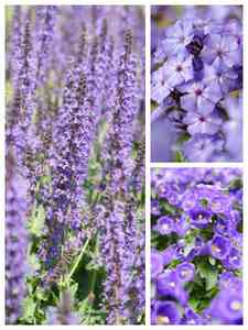 Perenni Viola