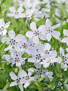 Phlox subulata