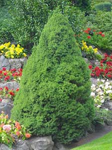 Picea - Abete rosso