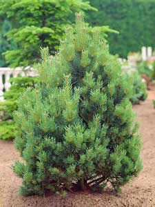 Pinus