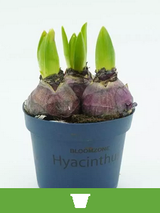 Bulbi da Fiore in Vaso