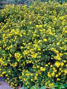Arbusti Potentilla