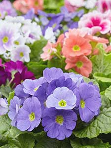 Primula