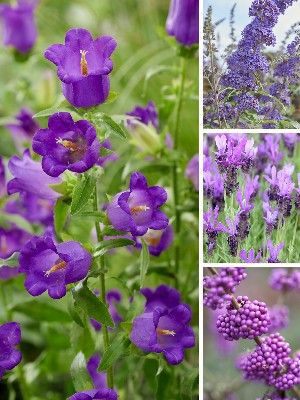 Piante da giardino viola