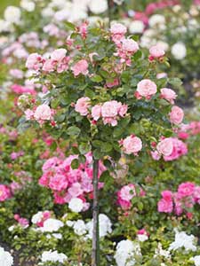 Stendardo rosa