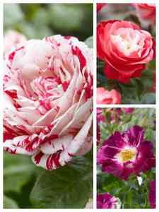 Rose Bicolore