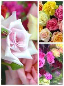 Rose Mist