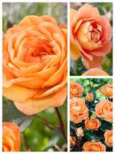 Rose Arancioni
