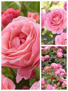 Rose rosa