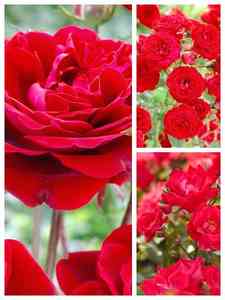 Rose Rosse
