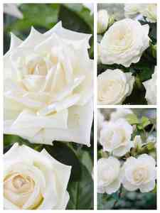 Rose Bianche