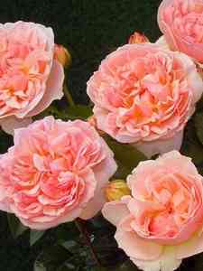 Rosa