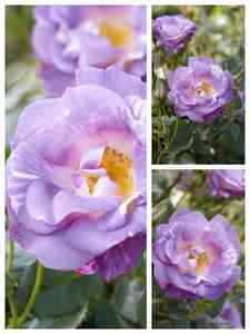 Rose blu