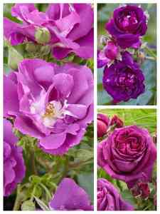 Rose Viola