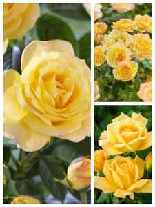 Rose Gialle