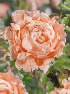 Rose increspate