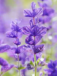 Salvia