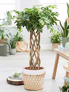 Piante da interno schefflera