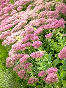 Sedum - Piante grasse