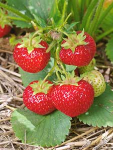 Fragole