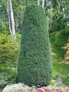 Taxus - Tasso