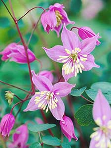 Thalictrum - Talitro