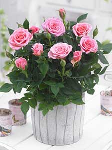 Rose in vaso