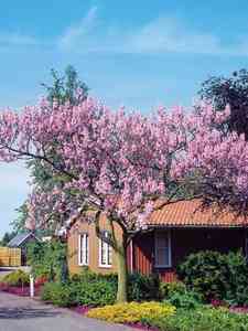 Alberi da giardino