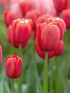 Tulipani