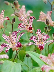 Tricyrtis - Gigli di rospo