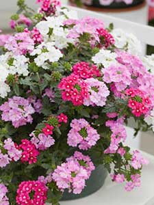 Piante da aiuola Verbena