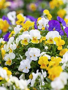 Viola del Pensiero