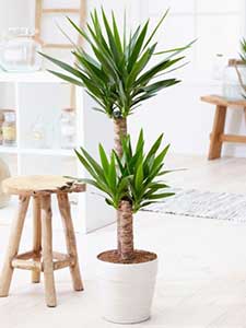 Piante di Yucca