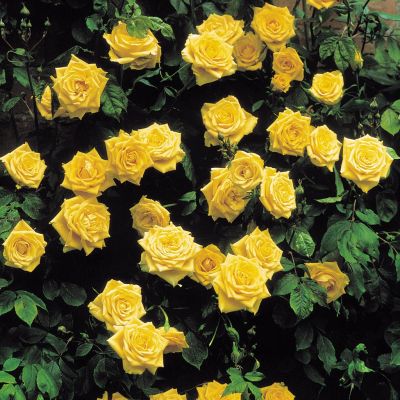 Climbing Rose Golden Shower