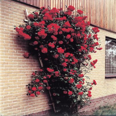 Climbing Rose Paul's Scarlet Climbing Rose Paul's Scarlet