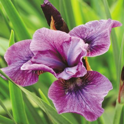 Iris Sibirica Temper Tantum Iris Sibirica Temper Tantum