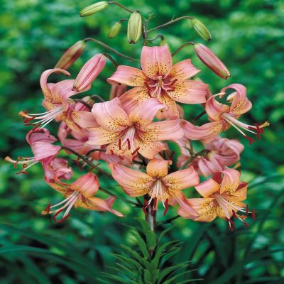 Lilium Tigrinum 'Pink Tiger'