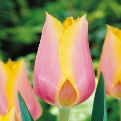 Tulip Single Late Blushing Lady Tulip Single Late Blushing Lady