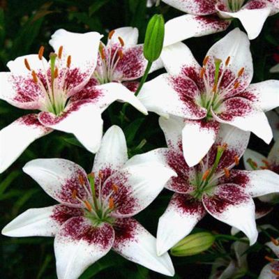 Lilium asiatic Cecil Lilium asiatic Cecil